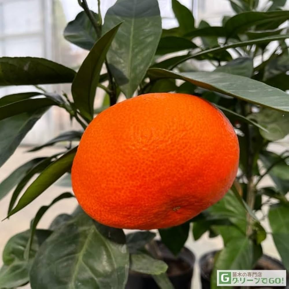 Amazon.co.jp: みかん 苗木 【小原紅早生 （おばらべにわせ）】 3年生