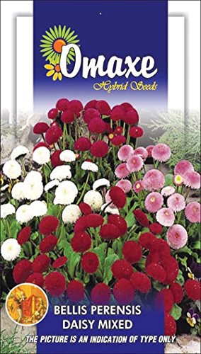 Omaxe Bellis Perensis Daisy Mixed - 2 pkts Each 100 Seeds (B00LC0LA38) Amazon Price History, Amazon Price Tracker