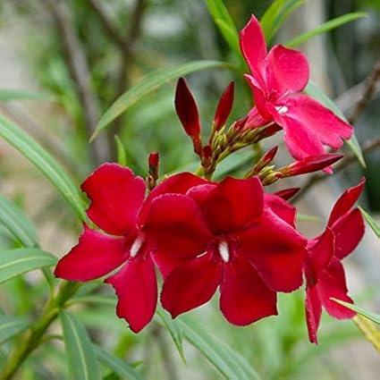 Guruji Plantation - Kaner Nerium Oleander Red Color Flower Live Plant with Black Pot and Free Fertilizer
