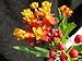 100 Sunset Flower Milkweed/Blood Flower Seeds (Asclepias Curassavica)