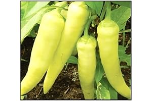100 Non-GMO Sweet Banana Pepper Seeds for a Bountiful Garden