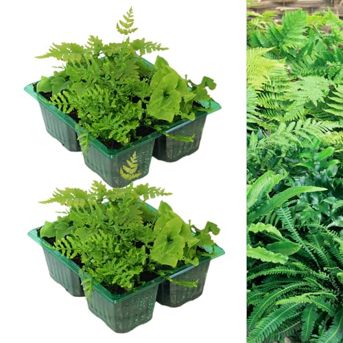 Carbeth Plants - 8 x Hardy Fern Plant Mix - Mixed Evergreen Outdoor Ferns - Shade Loving Plants Garden Ready - Ideal for Rockeries, Containers and Pots (2 Packs - 8 Plants)