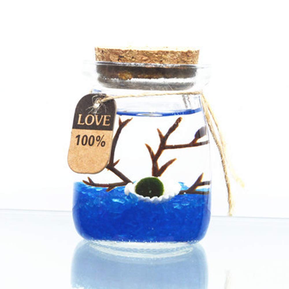 PETSTARCX Aegagropila Linnaei Moss Balls Glass Multi Color Aquarium Kit Micro LandscapeHouseplant HomeOfficeGlass Decorative Bottle Birthday Gift (4)
