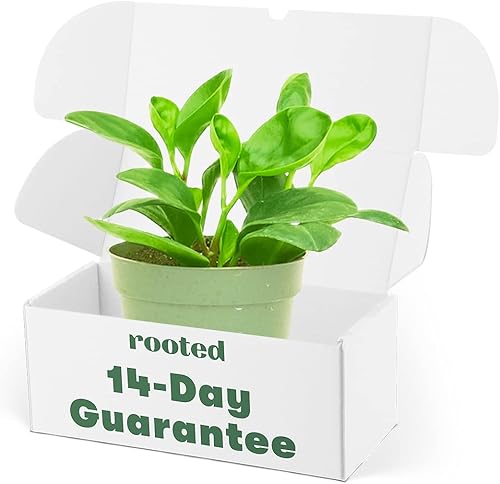 Rooted Planta de goma para bebés - Peperomia obtusifolia  Planta de interior viva, fácil de cultivar, fácil de cuidar, planta de interior viva y