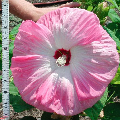 Greentower Pure Pink And White Colour Hibiscus Live Plant Healthy Grafted Hybrid Plant Pack of 1 (B0C4NTBL48) Amazon Price History, Amazon Price Tracker