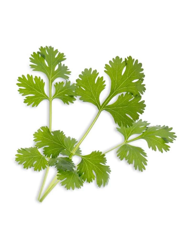 Lingot® Véritable® (Klassische Aromatische Kräuter, Koriander) - 4