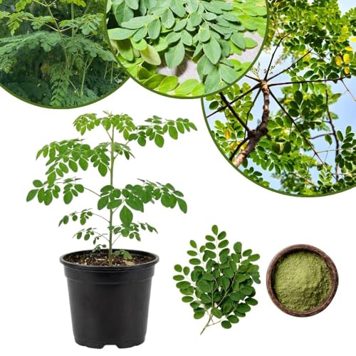2 Moringa Tree Live Plant Per Pot 4-7 Tall Moringa Oleifera Plants Tropical Herbal Plants for Growing Outdoor