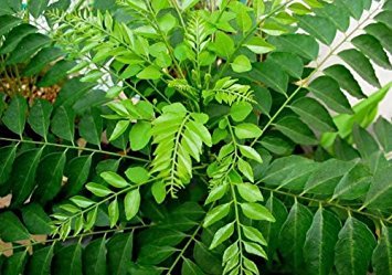 Creative Farmer Curry Plant Seeds Murraya Koenigii - Aromatic Leaf Of Indian Cuisine Seeds For Balcony Garden Plant Seeds For Garden Pack (B075PWNNJM) Amazon Price History, Amazon Price Tracker