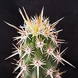 Echinocereus brandegeei Cacti Cactus Succulent Real Live Plant