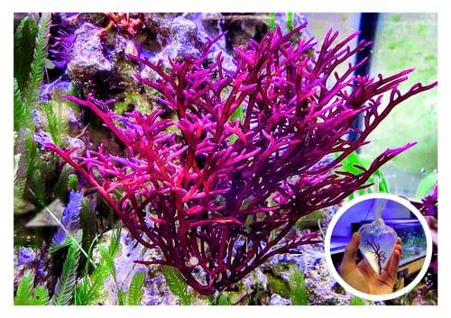 Dive into the Best Saltwater Aquarium Suppliers: Top 10 Products ... - Coral Reef Aquarium Suppliers