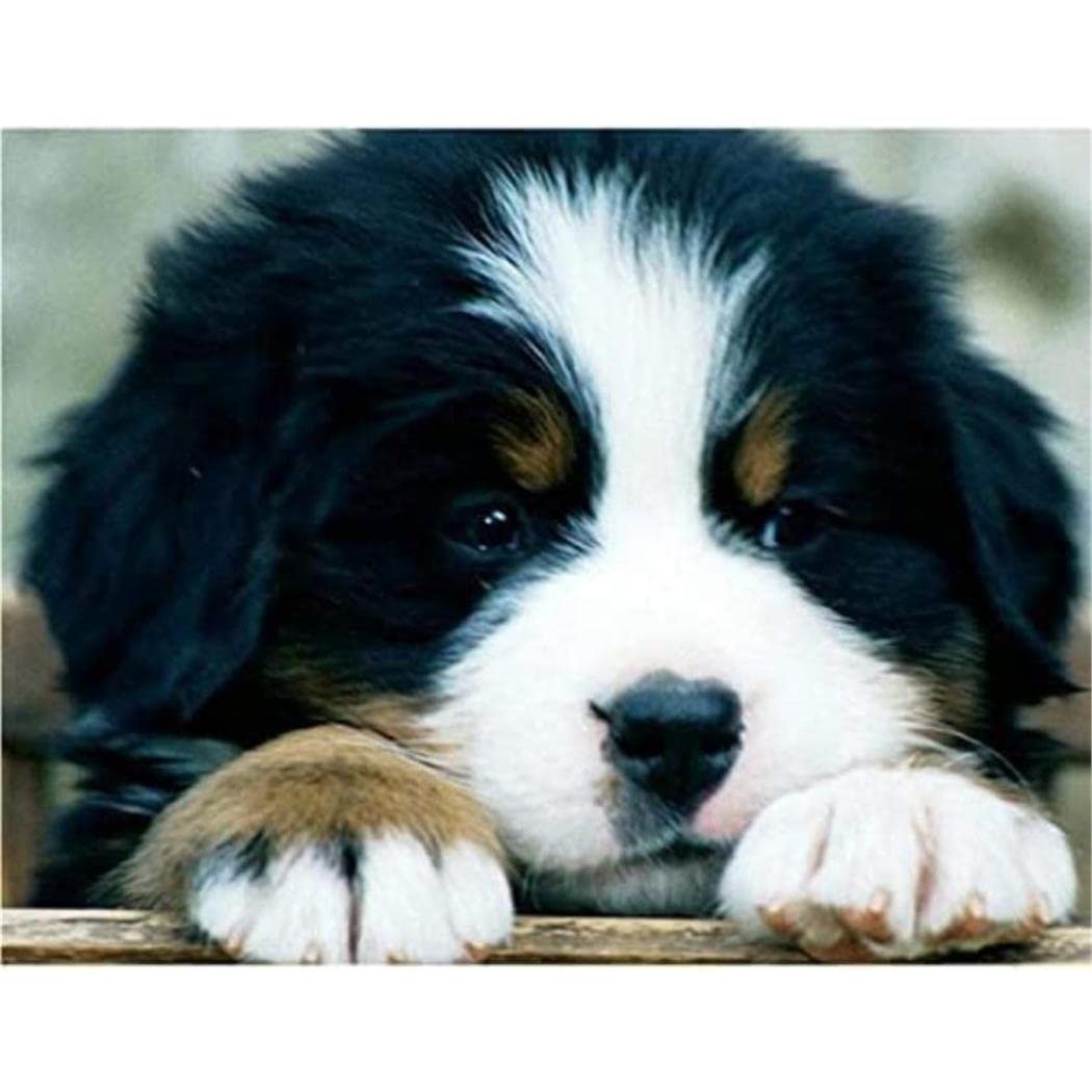 5D Diamond Painting Berner Sennenhund – 50x60 Cm, Full Drill, Mit Diamanten, Ungerahmt