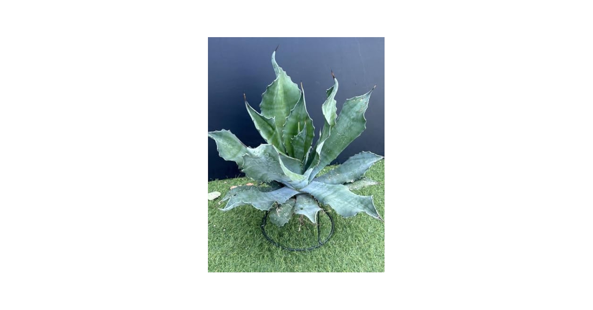 アガベ クレイジーホース、アメリカーナセット 大株 Agave
