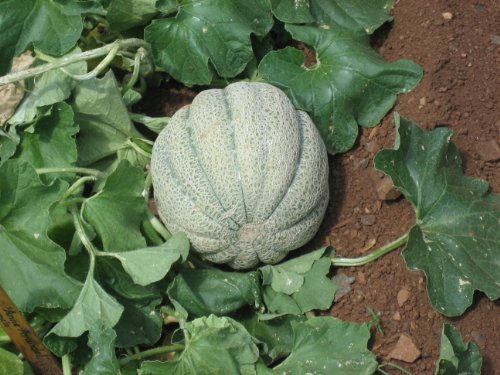Image of Muskmelon hybrid seeds for planting (5 seeds)