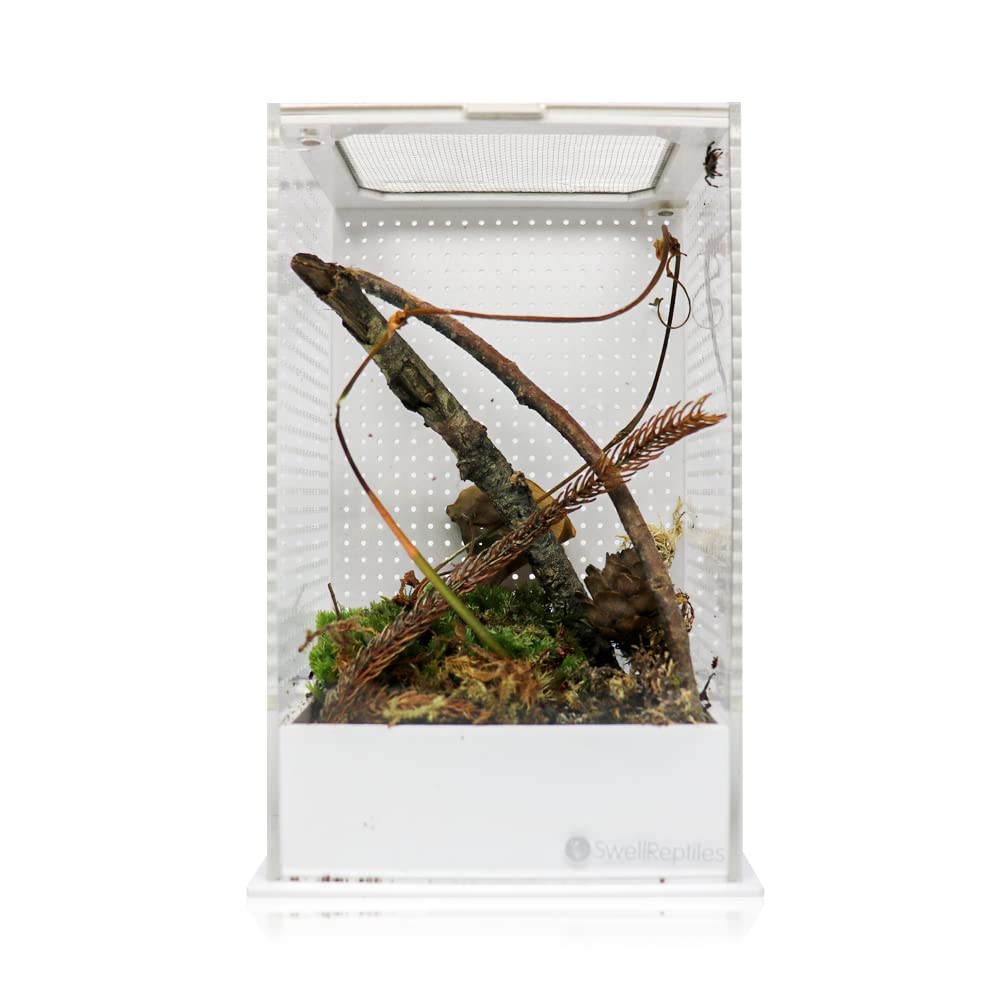Swell ReptilesMantis Display Box 20cm x 10cm x 12cm. Mantis, Tarantula and Stick Insect Enclosure.