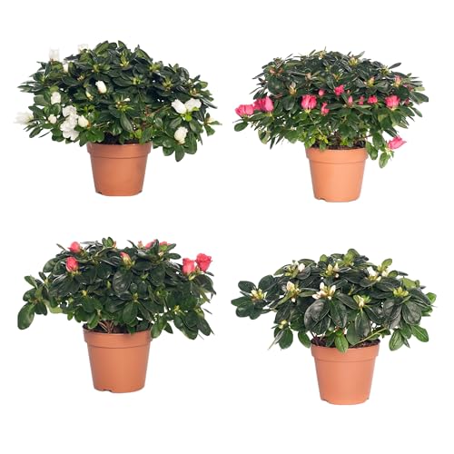 Set de 4 Unidades de Azalea Plantas Naturales para el Jardín