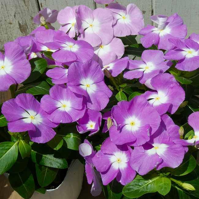 Amazon.co.jp: 日々草 苗 タイタン ラベンダーブルーバロー 薄紫 花苗