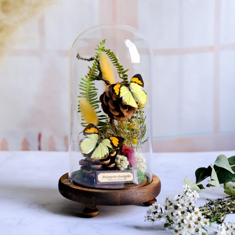 Taxidermy Butterfly with Preserved Flower Plants in Glass Dome 4.7"x7.5", Ideal for Taxidermy Collection, Science Education & Desk Ornament (Double Orange Tip Butterflies)