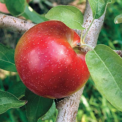 GURNEY'S - Liberty Apple Dormant Starter Bare Root Standard Fruit Tree, 1-Pack - Due to State restrictions Can't Ship to Montana
