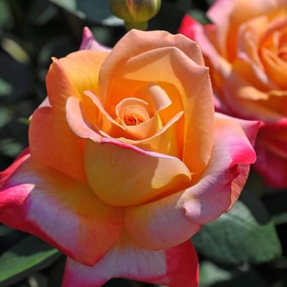 Amazon.com : Rose Plant Live for Planting Ornamental Garden, 5-9 Inc ...