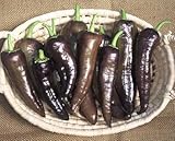 30 semillas de Purple Marconi – pimientos dulces