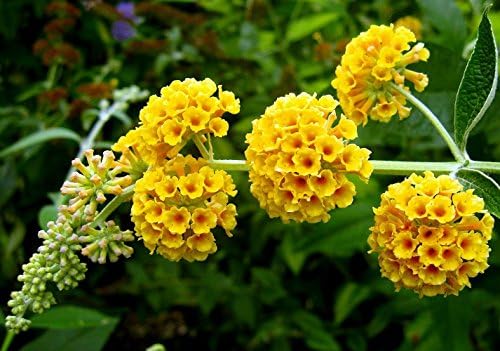 Golden Glow Butterfly Bush - Buddleia - Fragrant - 2.5" Pot