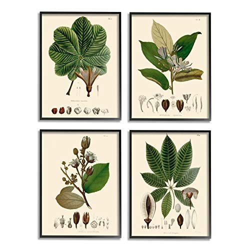 Image of Stupell Industries Plant Anatomy Chart Vintage Scientific Illustration