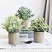 THE BLOOM TIMES Set of 3 Small Potted Artificial Plants Plastic Fake Greenery Faux Plants in Pots for Rustic Home Office Desk Farmhouse Bathroom Kitchen Indoor Decor