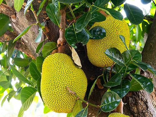 Image of Golden Bloom Thai Grafted All Time JackFruit Plant Fruit Tree & Plant Height, Seedless Gumless Malaysian Variety Hybrid Fruit 1 healthy Live Plant(1.5-2 Ft Height) in nursery Grow Bag