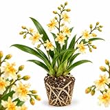 Fragrance Fantasy Oncidium Orchid Plant, Dancing Lady Orchid