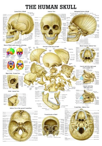 The Human Skull Laminated Anatomy Chart
