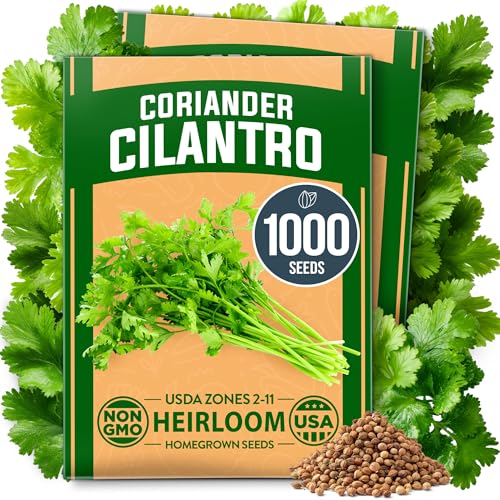 HOME GROWN 1000+ Cilantro Seeds for Planting Indoors or Outdoors - Non-GMO Heirloom Herbs Coriander Plant Seeds Herb Seeds Collection for Herb Garden (Coriandrum sativum)
