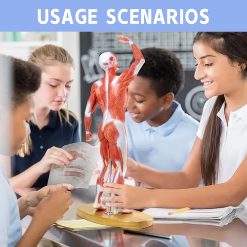 Image of HADWYN 20 inch Human Muscle Model Miniature Muscular System Model, Human Muscular Figure Human Body Anatomy Model for Medical Physiology Teaching