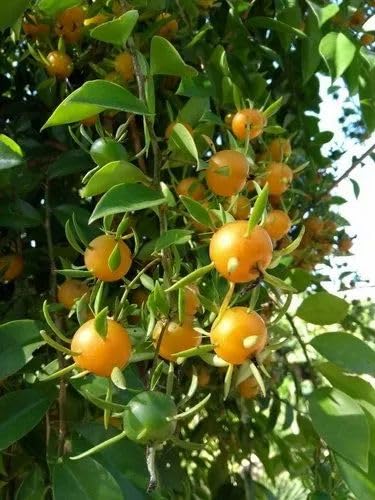 Image of Lemon Vine Live Plant for Home Garden Fragrant White Flowers & Refreshing Citrus Aroma Fast-Growing Climbing Vine Easy Grow Ornamental & Decorative Plant Balcony, Terrace Fence Outdoor Landscaping