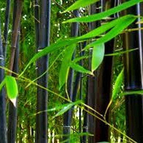 NurseryNature Black Bamboo plant Amazon.in Garden & Outdoors