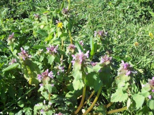 Approx 100 Seeds of Wild Flower Red Deadnettle Lamium Purpureum