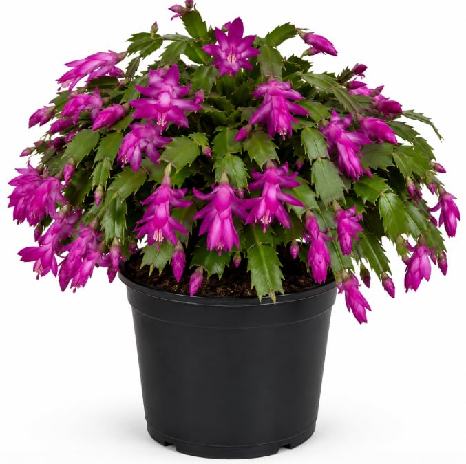 Purple Christmas Cactus Plant Live for Planting Holiday Blooming Succulent Plant for Indoor Outdoor 4 to 6 Inch Tall