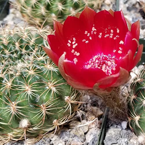 Lobivia or Echinopsis draxleriana Cacti Cactus Succulent Real Live Plant