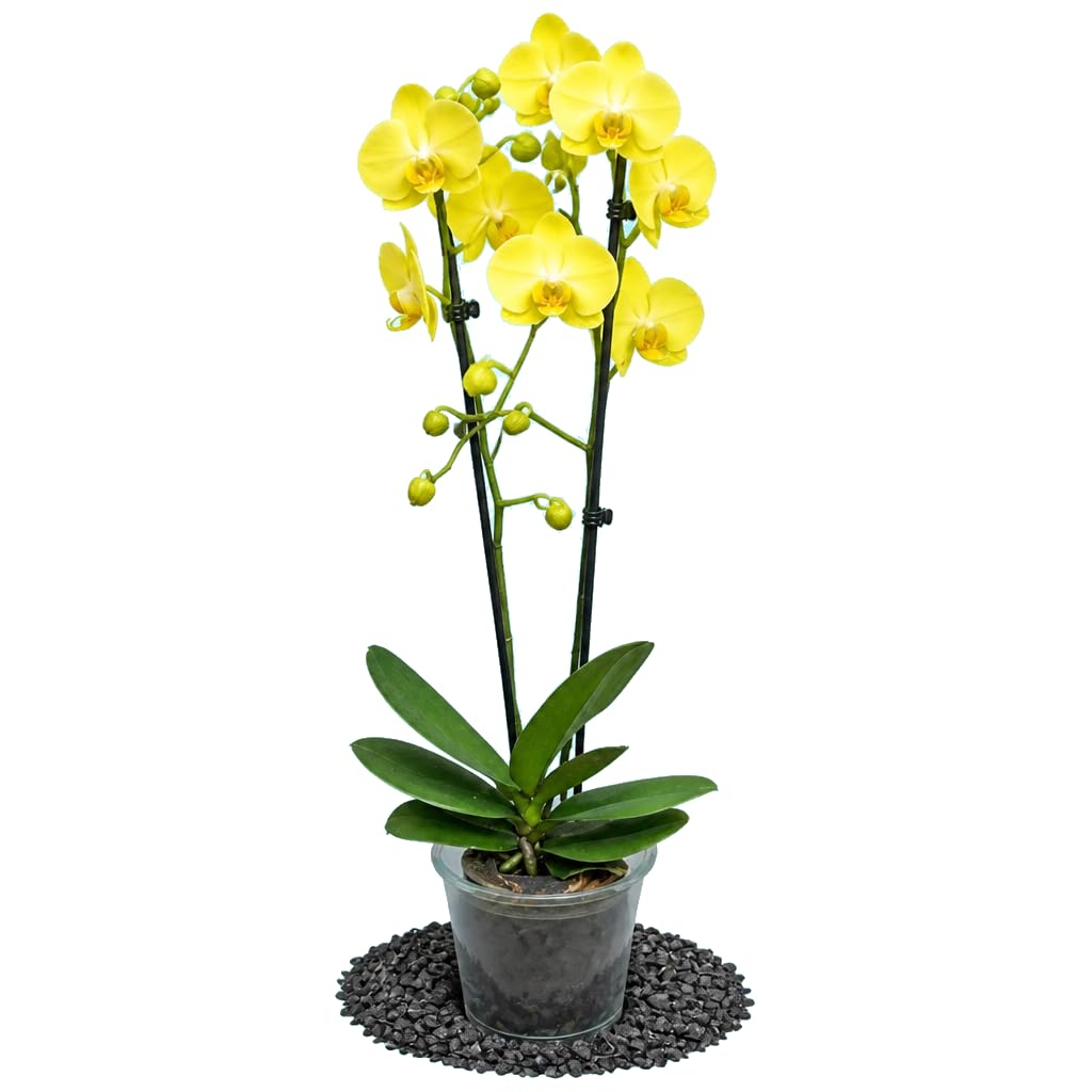 Phalaenopsis 2 Troncos Orquídea de Mariposa DECOALIVE Planta Fácil de Colocar con Maceta 12 cm Diámetro y Altura 55-65 cm