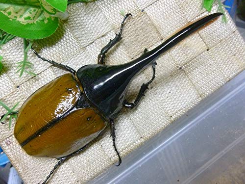 Amazon | ヘラクレスリッキーオオカブト 生体 (♂142ミリ新成虫
