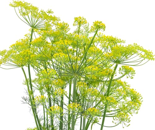 2000 Dill Seeds for Planting (Bouquet Variety) Heirloom Non-GMO USA Grown Herb for Indoor/Outdoor Planting Perfect for Pickling & Cooking by RDR Seeds