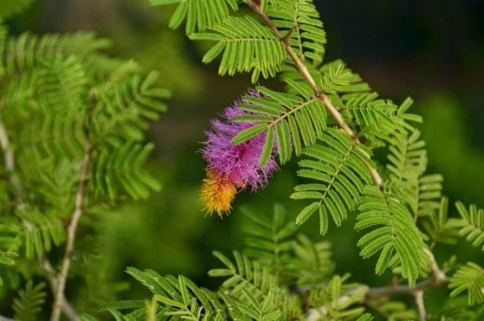 Green Paradise® Shami Plant Prosopis cineraria Holy shami Sapling brings good luck to your house (B0BBLFS7YD) Amazon Price History, Amazon Price Tracker