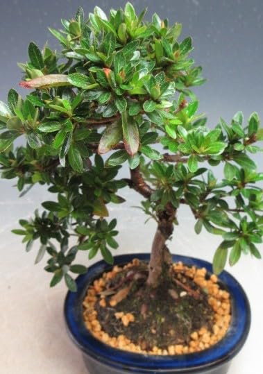 盆栽 皐月 五月 盆栽 鉢植え サツキ