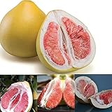 PERZOE 20 piezas de pomelo rojo Citrus Maxima pomelo, semillas de plantas de árboles frutales Jabong Shaddock