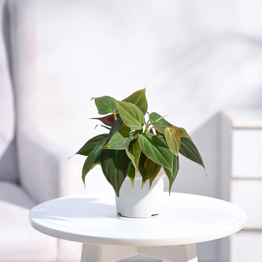 PLANT STORE Philodendron Micans Velvet Leaves (B0CCYQ5LQC) Amazon Price History, Amazon Price Tracker