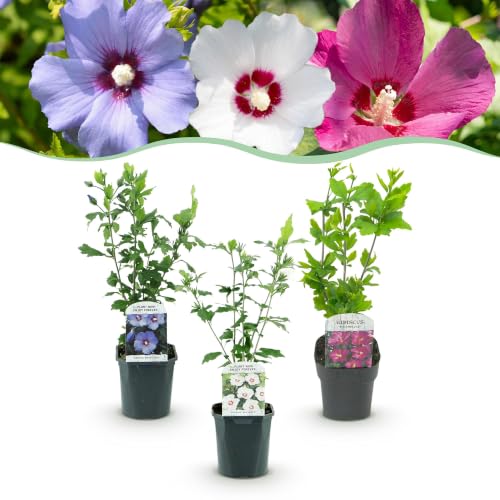 GreenboutiQ - Sträucher - Hibiscus syriacus Tricolour - Blüte Rosa, Weiß und Blau - 3 Pflanzen...