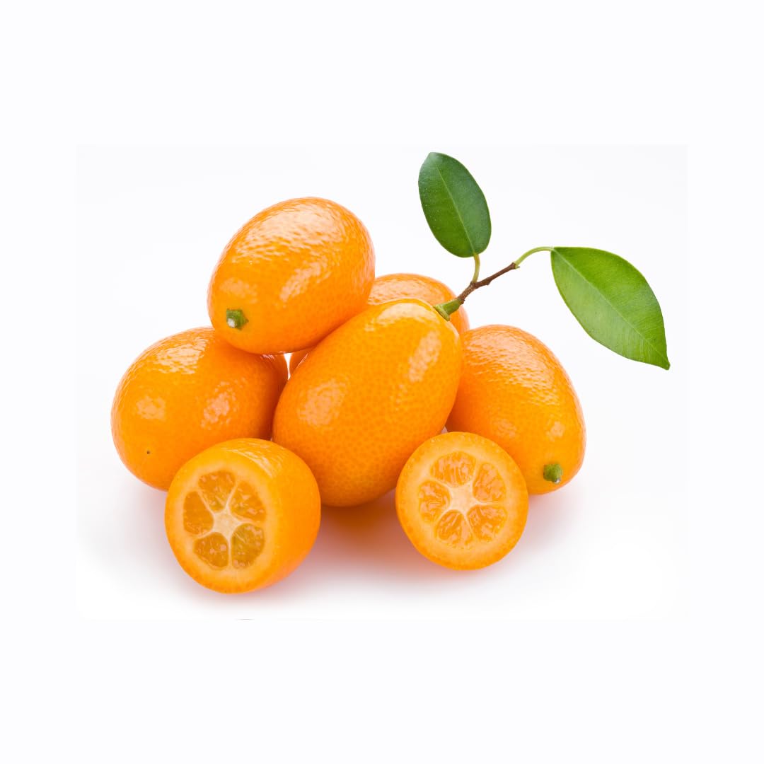 Zitrusgewächs Kumquat Fortunella Margarita auf Blumentopf 20 - Fruchtbaum max 80 cm - Anbau Italien