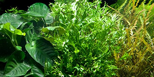 Microsorum pteropus 'Windeløv' è una varietà brevettata di Microsorum pteropus, intitolata al fondatore di Tropica, Holger Windeløv.