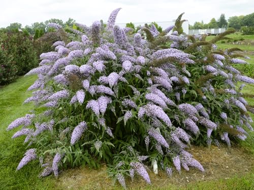 Greenwood Nursery: Live Shrub Plants - 'Grand...