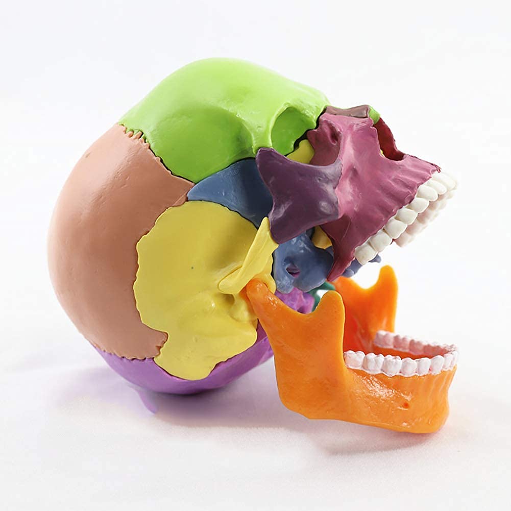 Modello educativo Dipinto Modello Testa Umana Modello Cranio Anatomia Modello anatomico scientifico per la Scienza Anatomica Modello di insegnamento