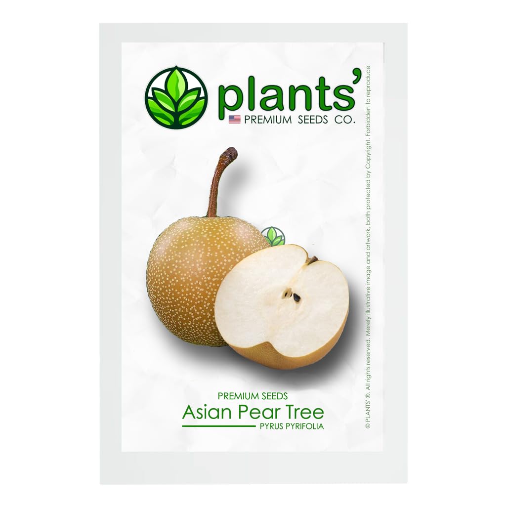 Asian Pear Tree | Premium Seeds | Pyrus pyrifolia 'Fruit' | Plants'® (Premium Seeds, 30)